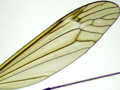 Tipula pierrei